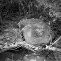 A stone bowl at site 1732 in the mountains above Honolulu. 