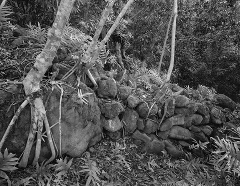 Wall located by Don Harvey in the mountains above Honolulu.