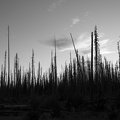 Cascade Creek 2012-22, 2022