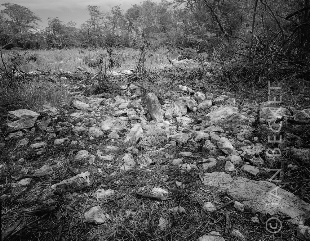 A small unrecorded ahu with an upright stone in area 3203, just prior to its being bulldozed